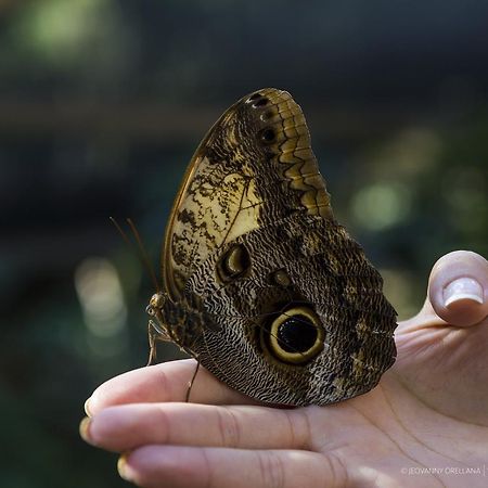 Mayan Hills Resort Copan Ruinas ภายนอก รูปภาพ