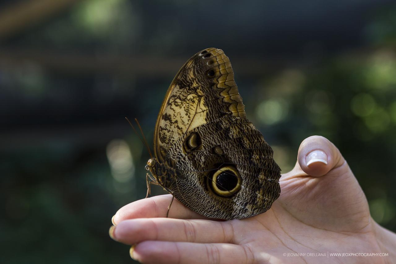 Mayan Hills Resort Copan Ruinas ภายนอก รูปภาพ