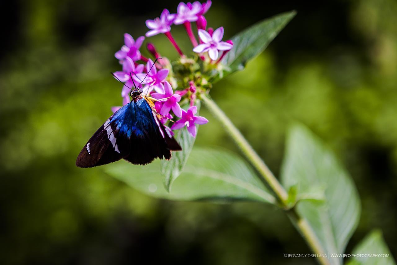 Mayan Hills Resort Copan Ruinas ภายนอก รูปภาพ